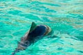 Harbour porpoise in a zoo Royalty Free Stock Photo