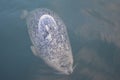 Harbour seal in British Columbia Royalty Free Stock Photo