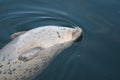 Harbour Seal British Columbia Canada Royalty Free Stock Photo