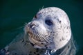 Harbour Seal or common seal (Phoca Vitulina) Royalty Free Stock Photo