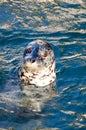 Harbour Seal or common seal (Phoca Vitulina) Royalty Free Stock Photo