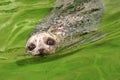 Harbour Seal, Deltapark Neeltje Jans, Netherlands