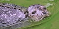 Harbour Seal, Deltapark Neeltje-Jans, Netherlands