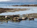 Harbour Seal landscape, Scotland