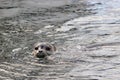 Harbour Seal in the ocean at Pedder Bay Royalty Free Stock Photo