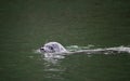 Harbour seal swimming in the water Royalty Free Stock Photo