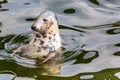 Harbour Seal (Phoca vitulina) pokes his head out of the water