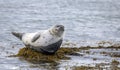 Harbour Seal Phoca vitulina Royalty Free Stock Photo