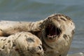 Sleepy Harbour seals resting on beach Royalty Free Stock Photo
