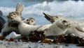 Harbour seals resting on beach Royalty Free Stock Photo