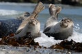 Sleepy Harbour seals resting on beach Royalty Free Stock Photo
