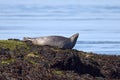 Harbour Seal Resting On Seaweed Covered Rocks, Closeup Royalty Free Stock Photo