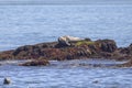 Harbour Seal Resting On A Small Island Royalty Free Stock Photo