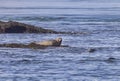 Harbour Seal Resting At The Tip Of An Island Royalty Free Stock Photo