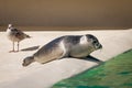 Harbour seal and seagull