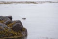 Harbour seal swimming in the coastal waters of Iceland