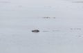 Harbour seal swimming in the coastal waters of Iceland