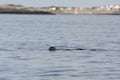 Harbour seal swimming, houses in background