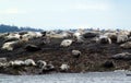 Harbour Seals basking on the Belle Chain Islands, BC Royalty Free Stock Photo