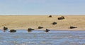 Harbour seals on the beach