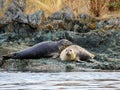 Harbour Seals camouflaged on shoreline resting on a warning buoy, Salish Sea Royalty Free Stock Photo