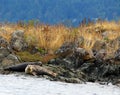 Harbour Seals camouflaged on shoreline resting on a warning buoy, Salish Sea Royalty Free Stock Photo