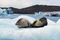 Two Happy Smiling Harbour Seals Chilling on Iceberg in Iceland Royalty Free Stock Photo