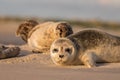 Harbour seals, Phoca vitulina, resting on the beach. Early morning at Grenen, Denmark Royalty Free Stock Photo