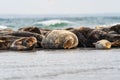 Harbour seals Phoca vitulina resting on beach on the Swedish west coast Royalty Free Stock Photo