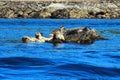 Harbour Seals, Phoca vitulina, on Rocks near Coal Island, British Columbia, Canada