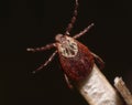 Hard-bodied tick Ixodes standing in a threatening pose on a plant stem