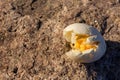 Hard boiled cracked open to show the yolk lying on a rock