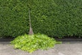 Hard broom Place it under the tree Royalty Free Stock Photo