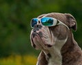 Hard Bulldog in sunglasses Royalty Free Stock Photo