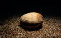 Hard clam,Mercenaria mercenaria. Loch Carron,Scotland