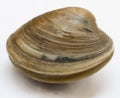 Hard clam, quahog Royalty Free Stock Photo