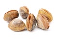 Hard clam, quahog Royalty Free Stock Photo