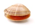 Hard clam, quahog Royalty Free Stock Photo