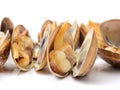 Hard clam, quahog Royalty Free Stock Photo