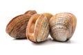 Hard clam, quahog Royalty Free Stock Photo