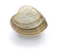 Hard clam, quahog Royalty Free Stock Photo