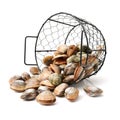 Hard clam, quahog Royalty Free Stock Photo