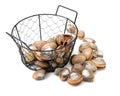 Hard clam, quahog Royalty Free Stock Photo