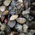 hard clam