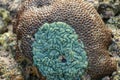 Hard coral background - a series of UNDERWATER IMAGES