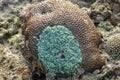 Hard coral background - a series of UNDERWATER IMAGES