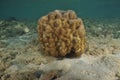 Hard coral block Royalty Free Stock Photo