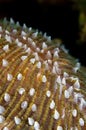 Hard coral close-up Indonesia Sulawesi