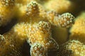 Hard coral detail Royalty Free Stock Photo