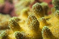 Hard coral detail Royalty Free Stock Photo